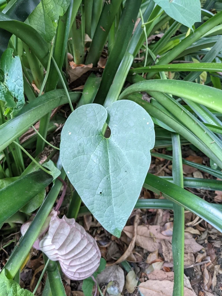 Aristolochia Grandiflora