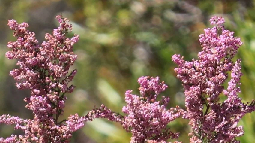 Erica Canaliculata
