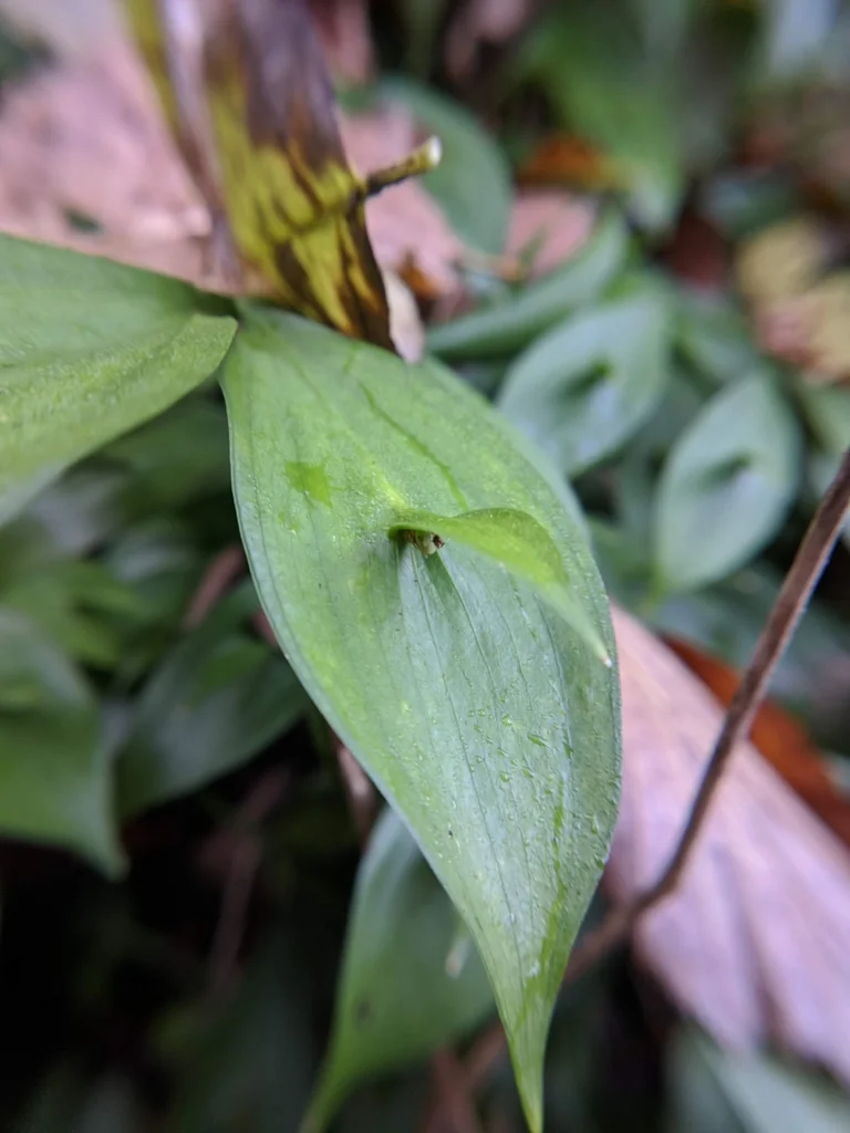 Ruscus Hypoglossum
