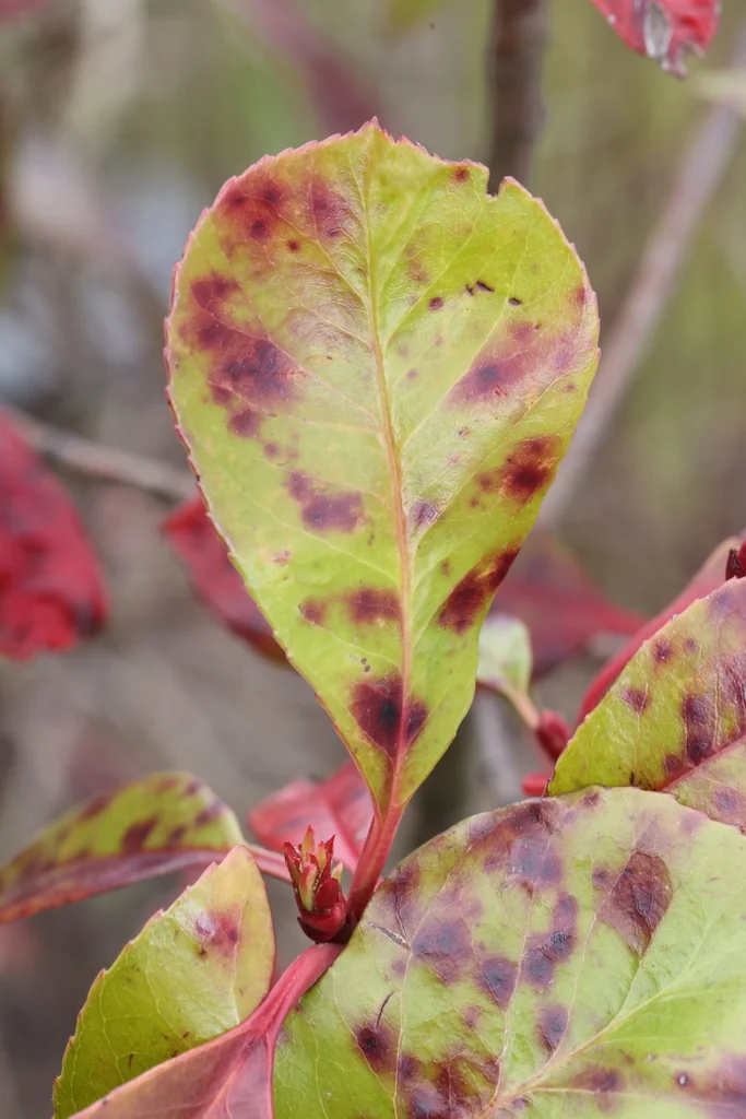 Photinia X Fraseri