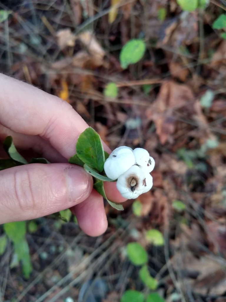 Symphoricarpos Albus Var. Laevigatus
