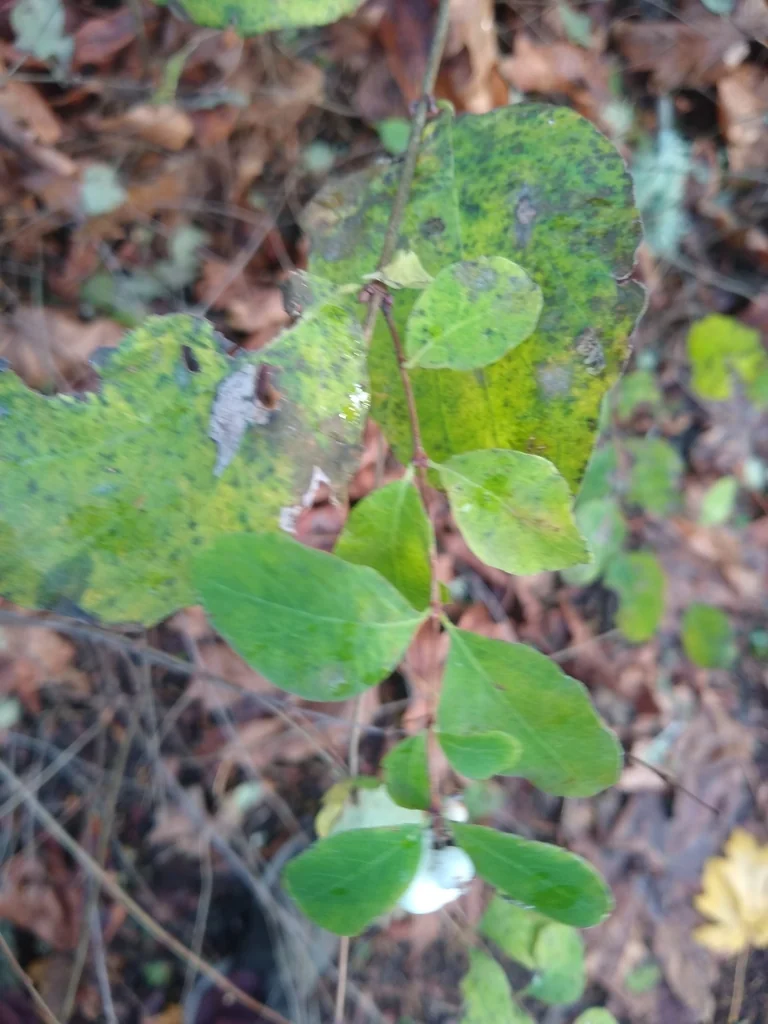 Symphoricarpos Albus Var. Laevigatus