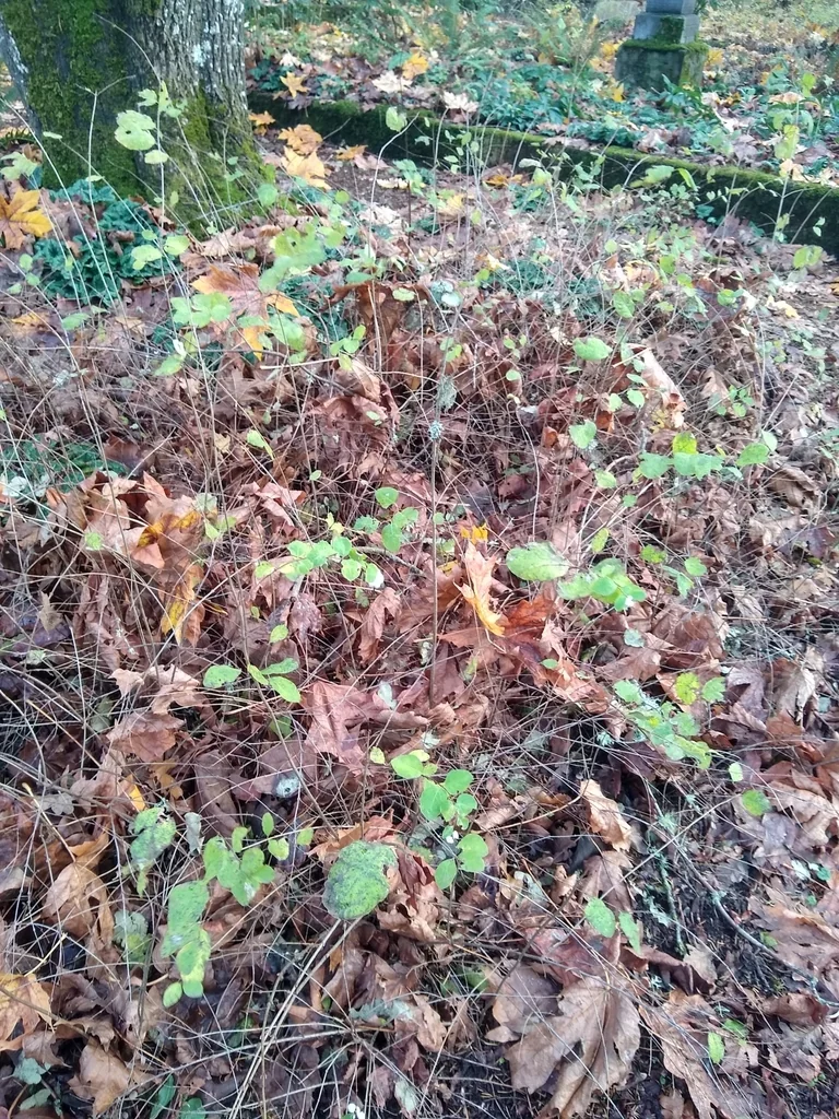 Symphoricarpos Albus Var. Laevigatus