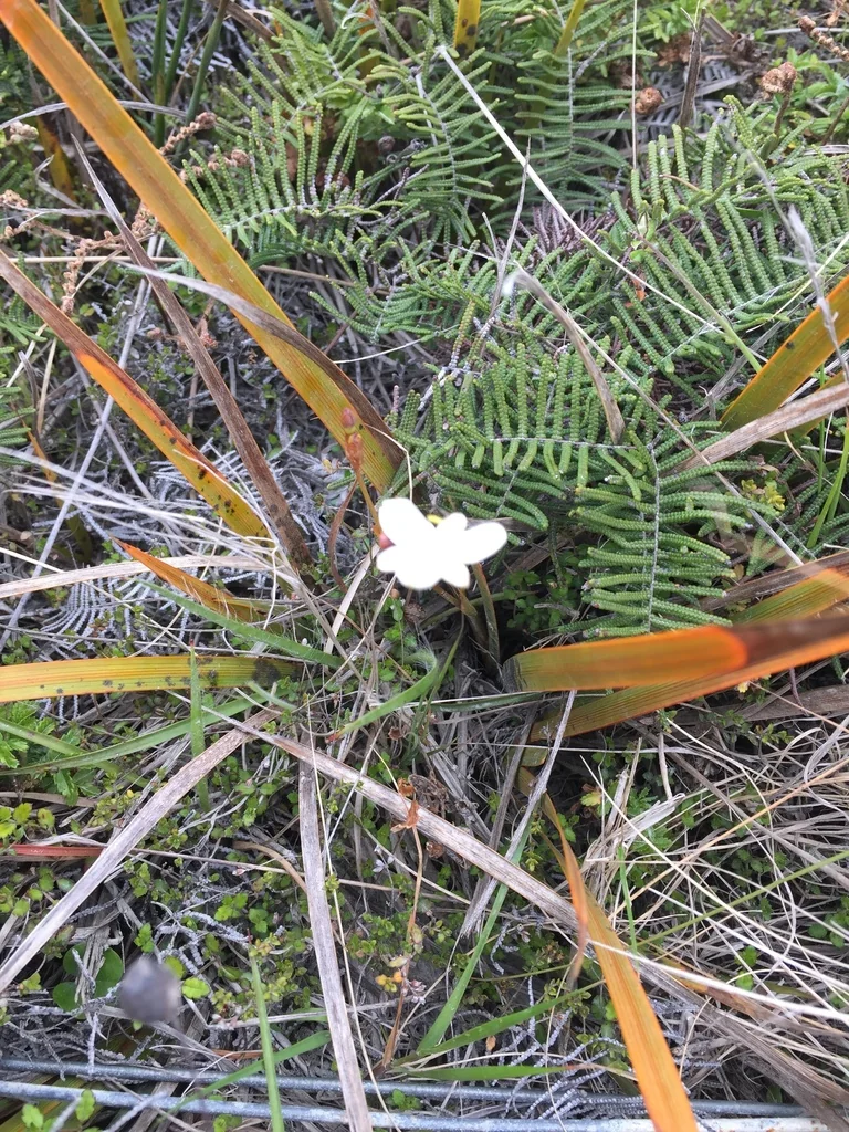 Libertia Peregrinans