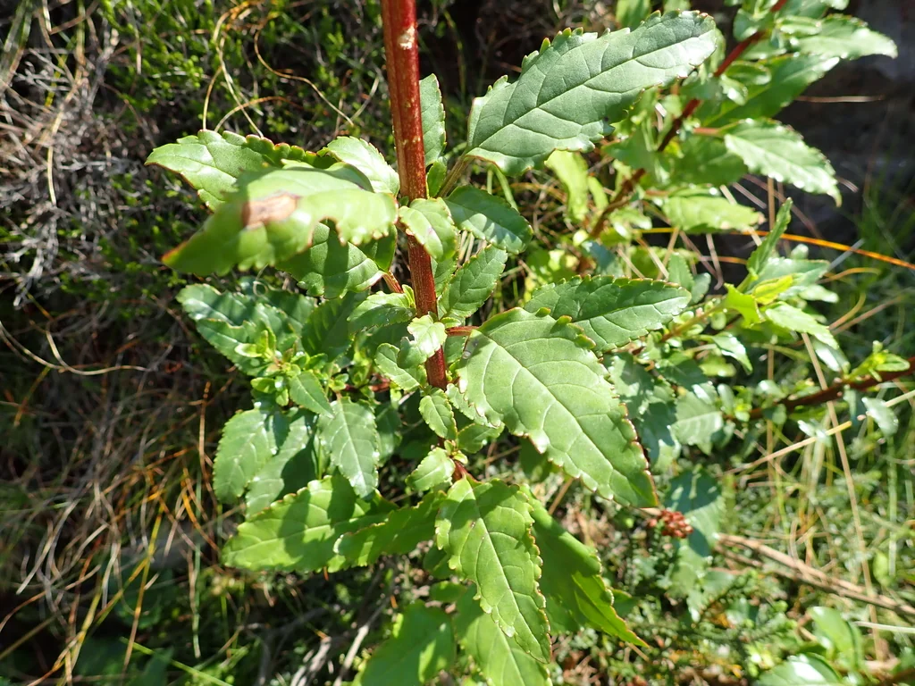 Phygelius Capensis