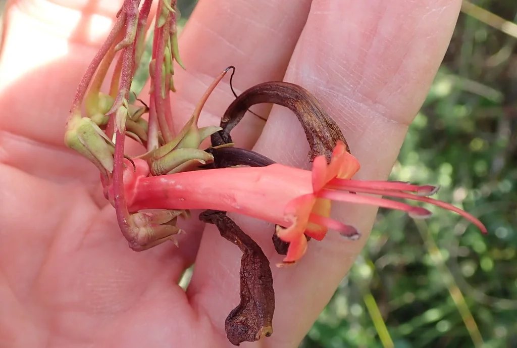 Phygelius Capensis