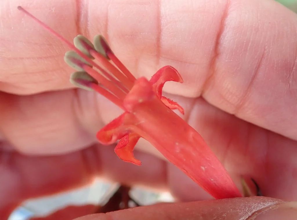 Phygelius Capensis