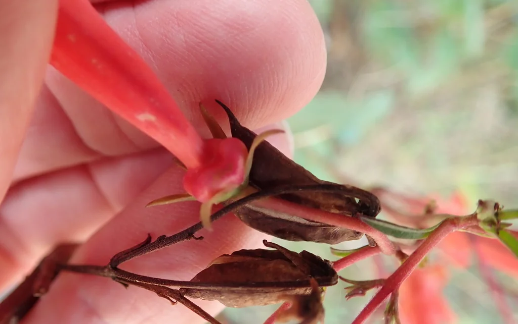 Phygelius Capensis