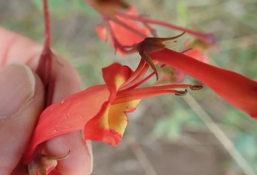 Phygelius Capensis