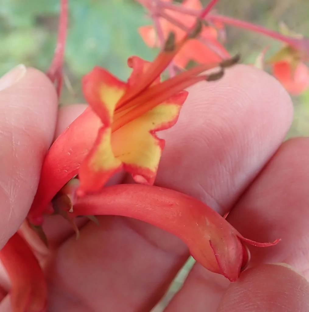 Phygelius Capensis