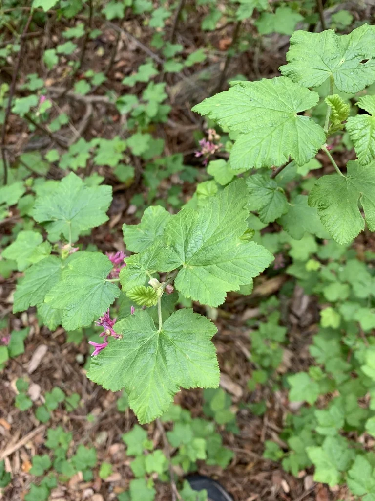Ribes Sanguineum Glutinosum