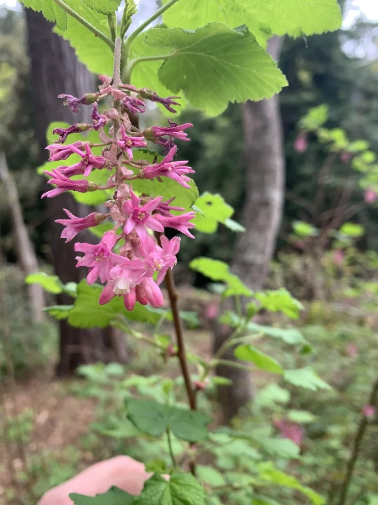 Ribes Sanguineum Glutinosum