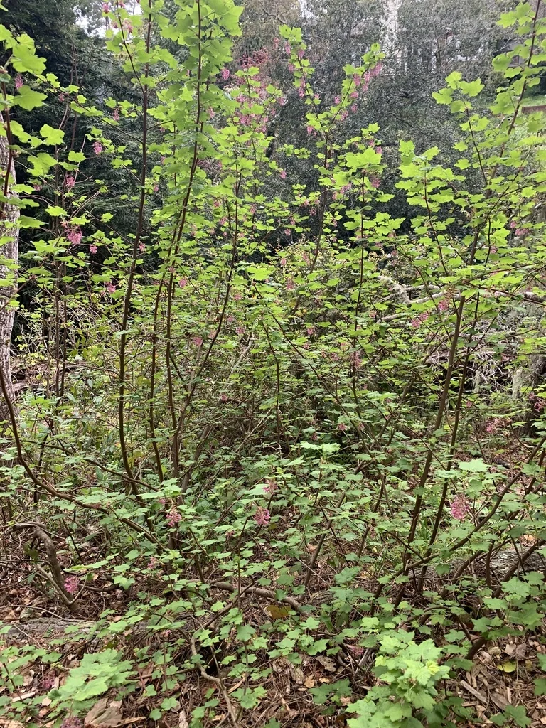 Ribes Sanguineum Glutinosum