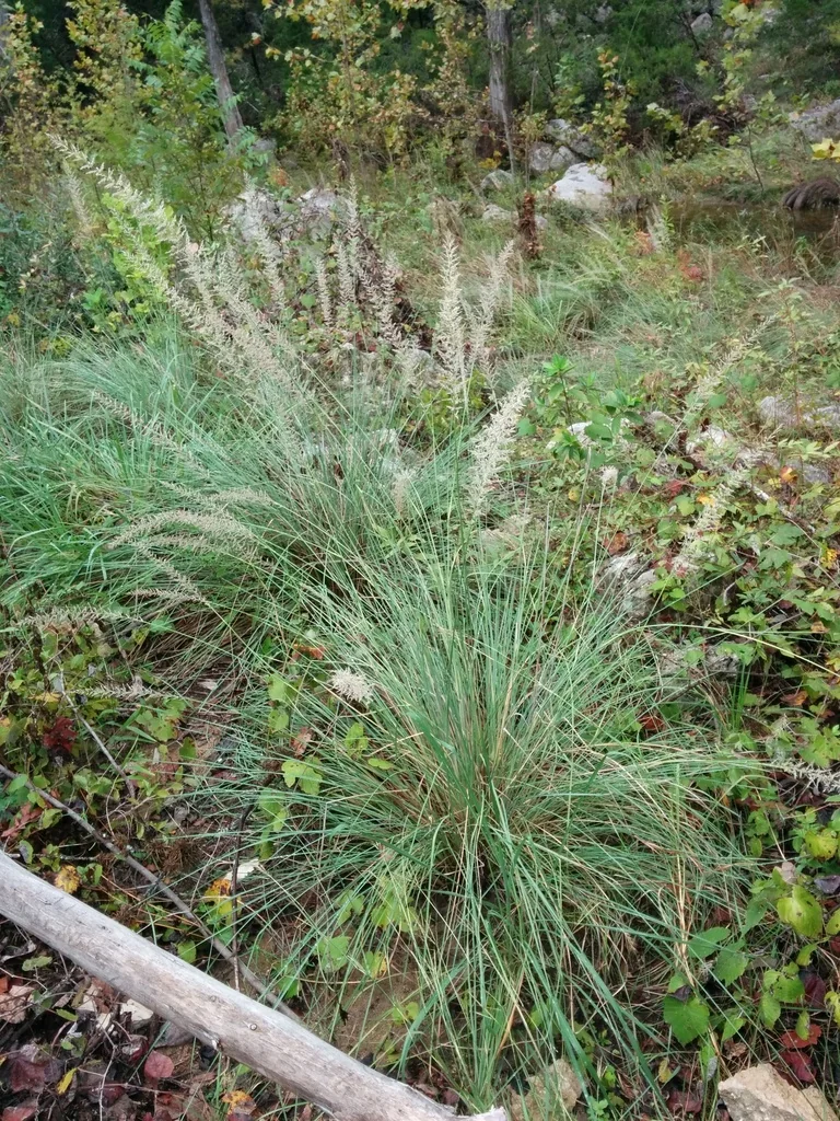 Muhlenbergia Lindheimeri