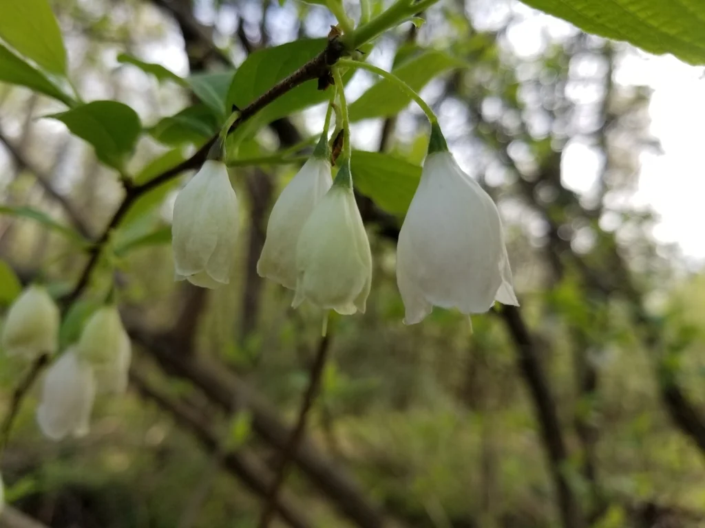 Halesia Carolina