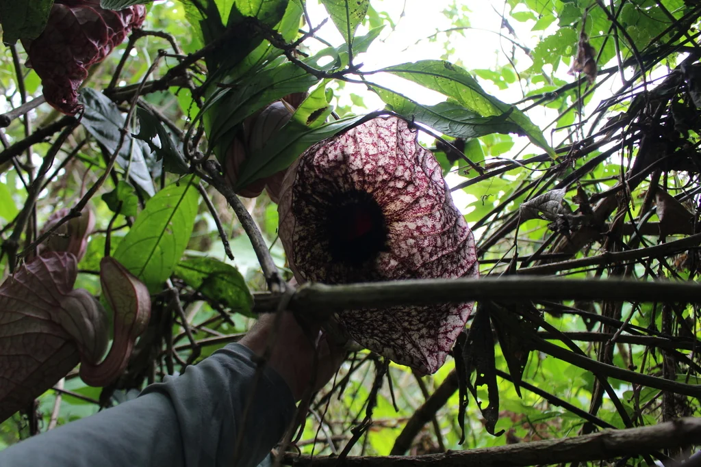 Aristolochia Grandiflora