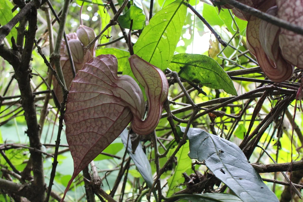 Aristolochia Grandiflora