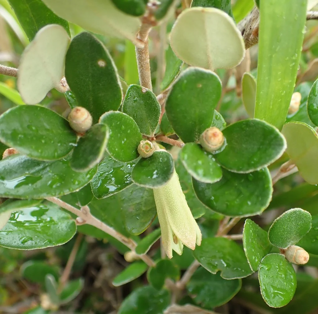 Correa Backhouseana