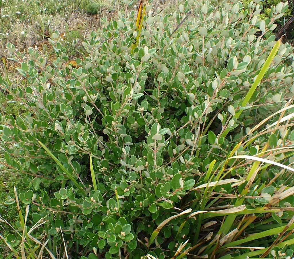 Correa Backhouseana