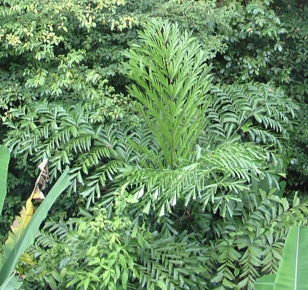 Caryota Mitis