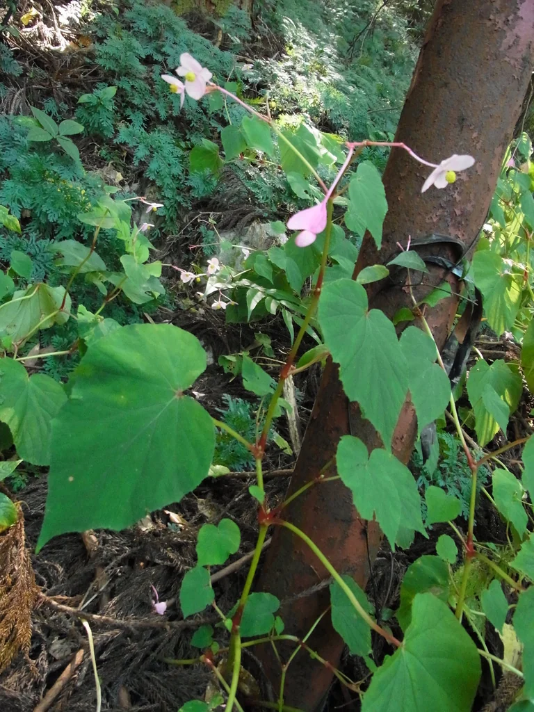 Begonia Grandis