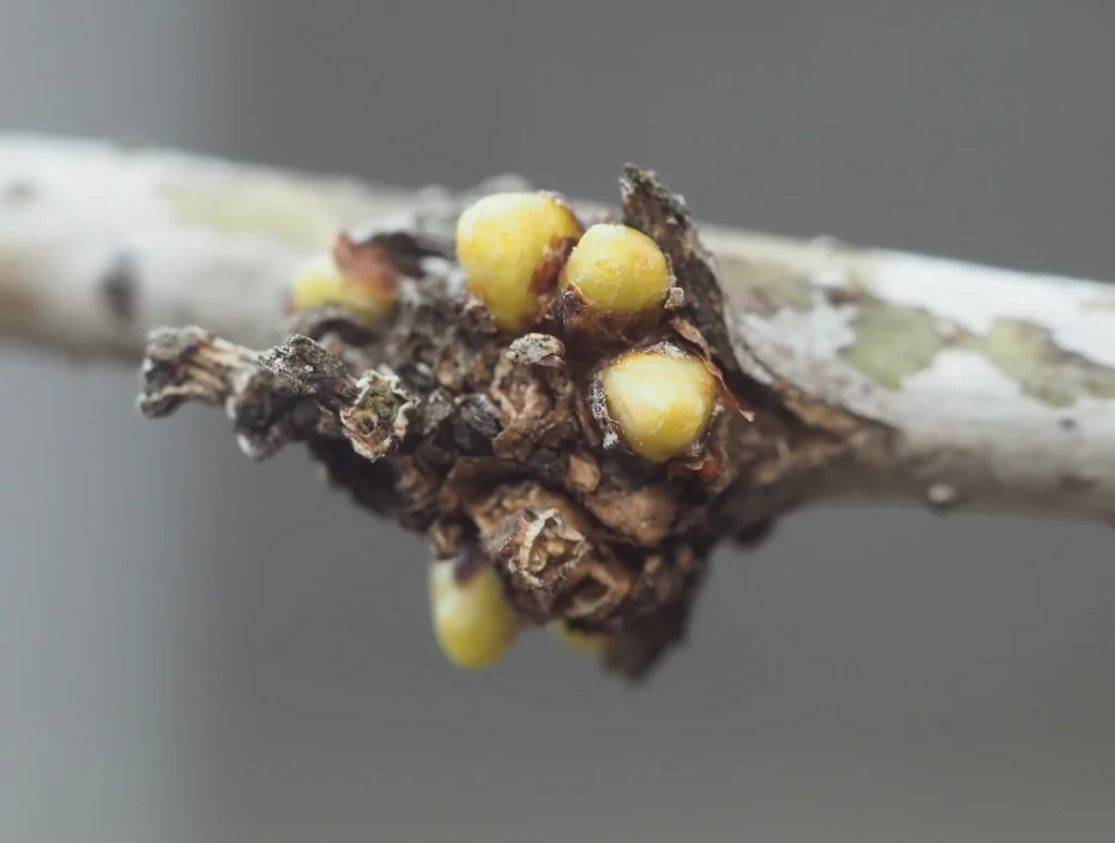 Gleditsia Triacanthos Inermis