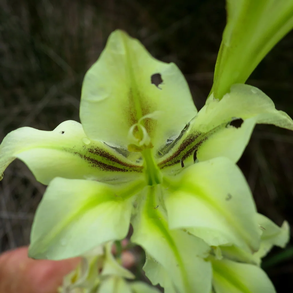 Gladiolus Tristis