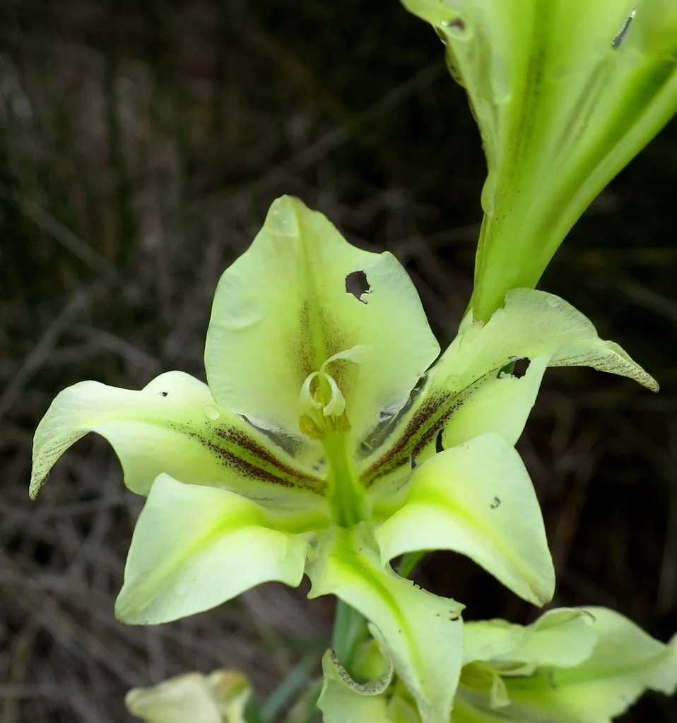 Gladiolus Tristis