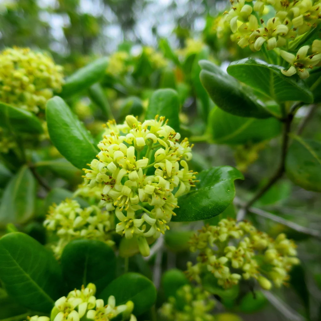 Pittosporum Viridiflorum