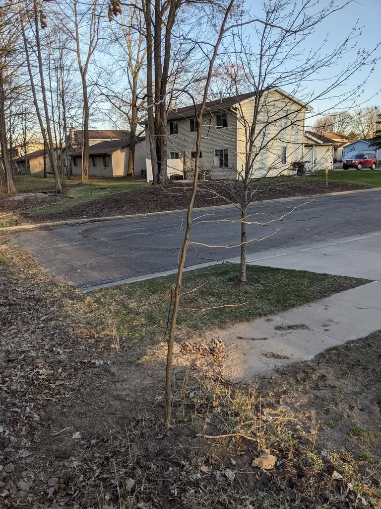 Gleditsia Triacanthos Inermis