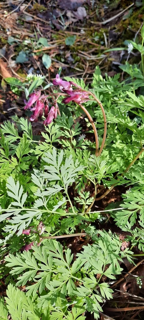 Dicentra Eximia