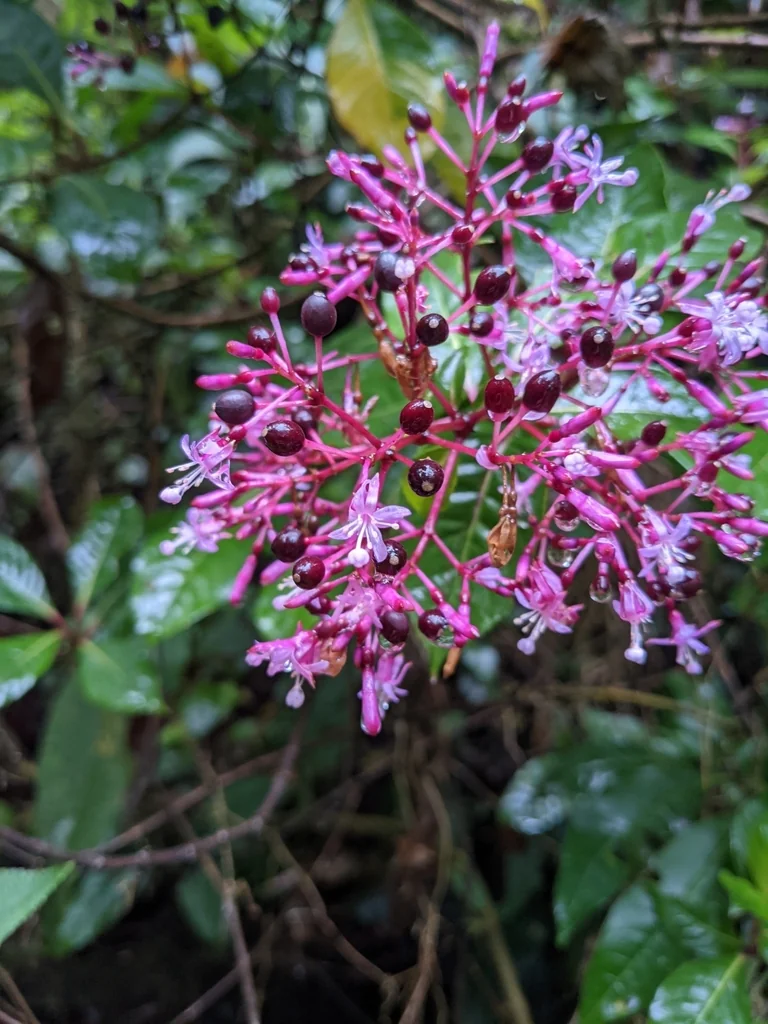 Fuchsia Paniculata