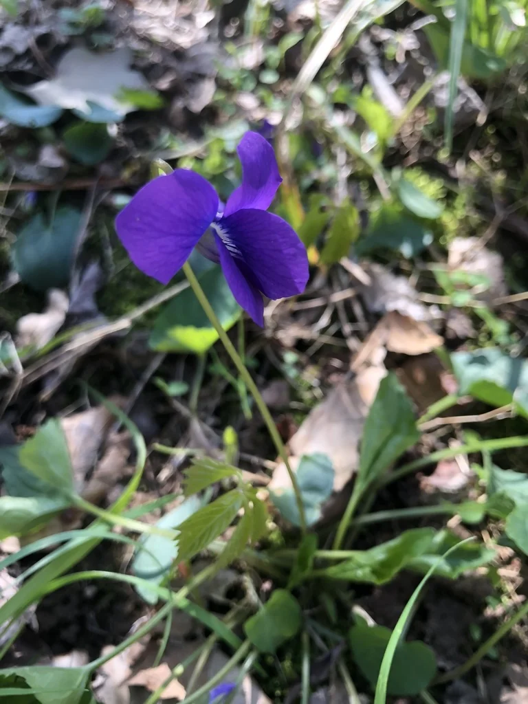 Viola Sororia