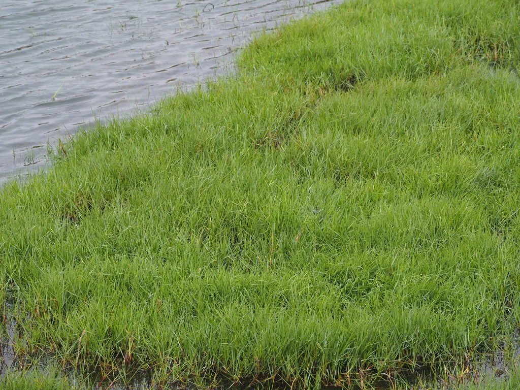 Paspalum vaginatum