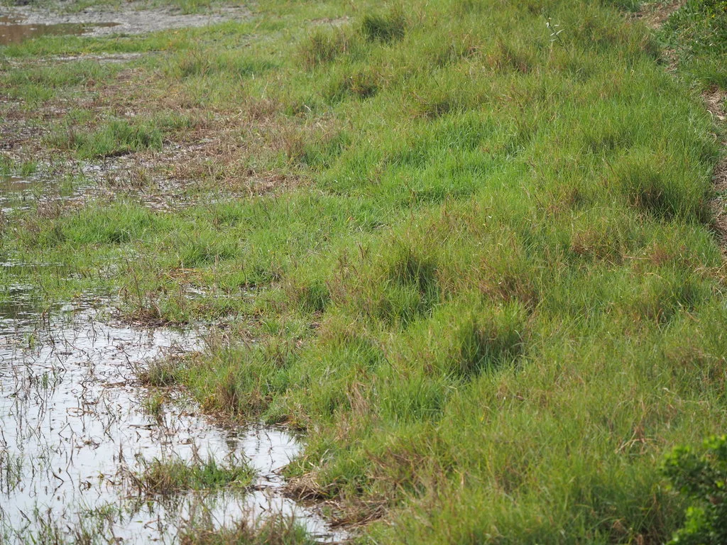 Paspalum vaginatum