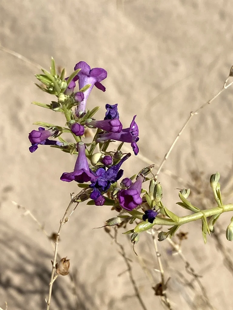 Penstemon Thurberi