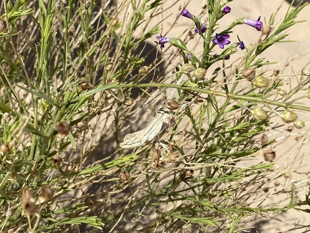Penstemon Thurberi