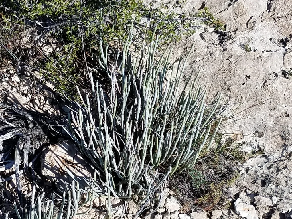 Euphorbia Antisyphilitica