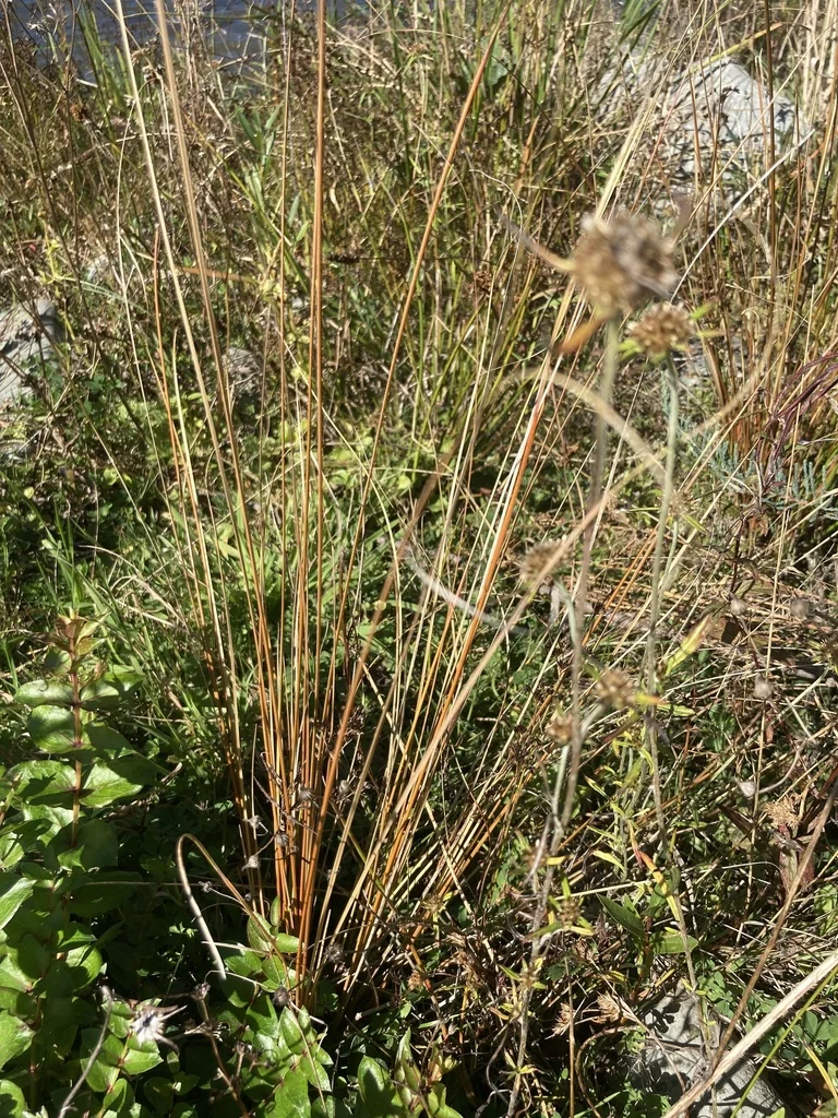 Carex Buchananii