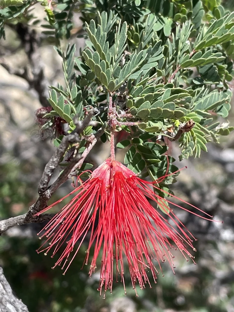 Calliandra Californica