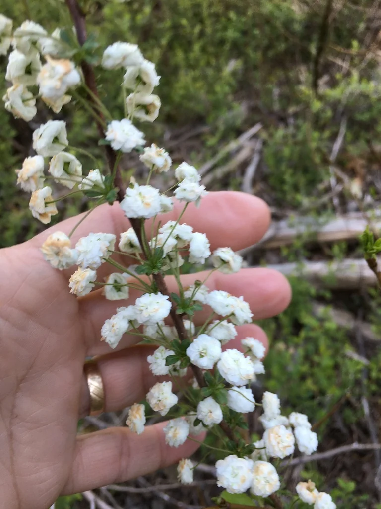 Spiraea Prunifolia