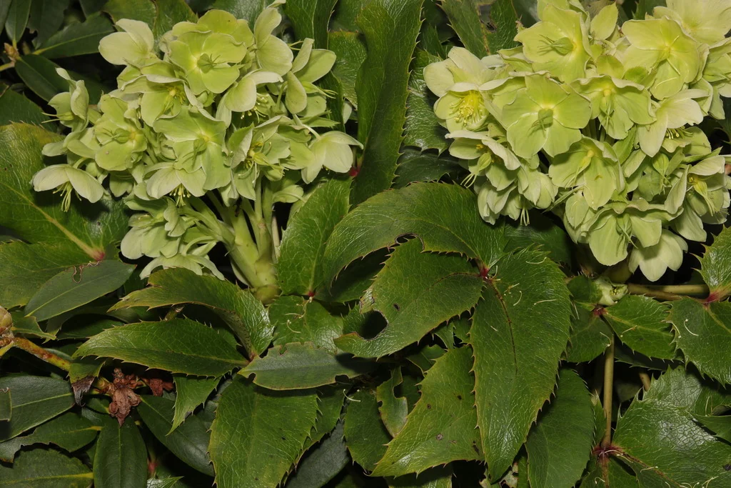 Helleborus Argutifolius