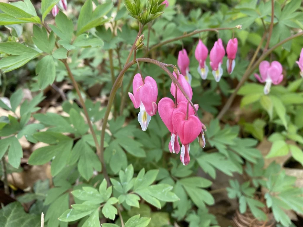 Dicentra spectabilis