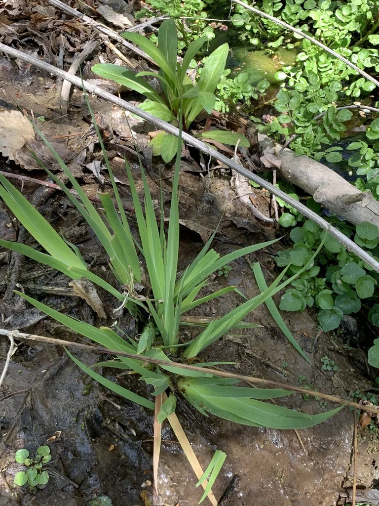 Juncus Xiphioides