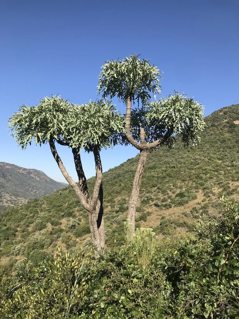 Cussonia Paniculata V. Sinuata