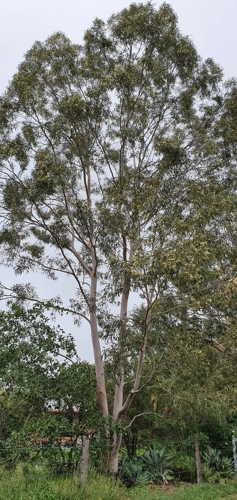 Eucalyptus Citriodora