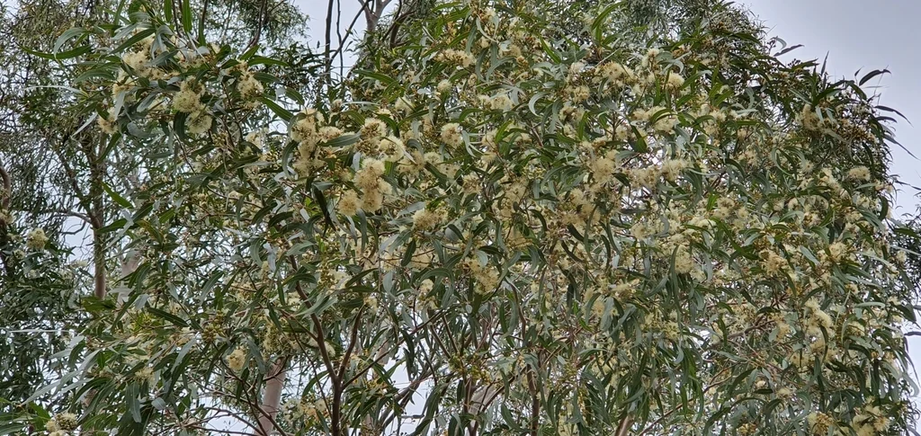 Eucalyptus Citriodora