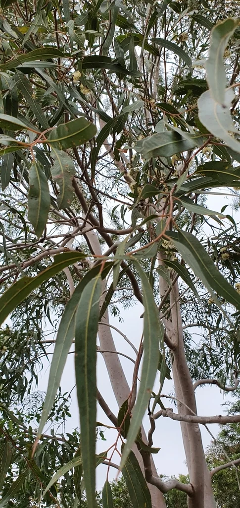 Eucalyptus Citriodora