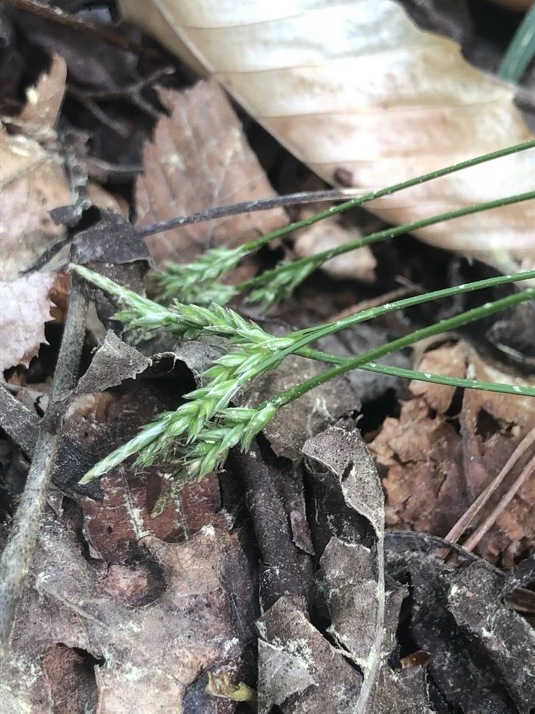 Carex Albicans