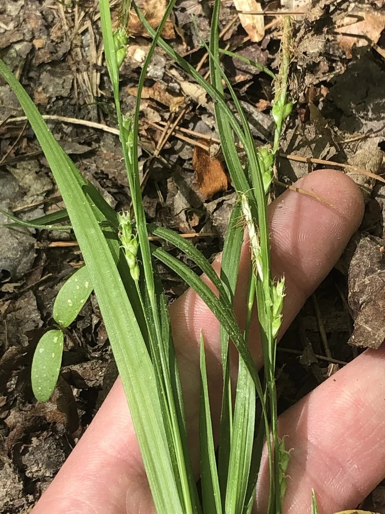 Carex Amphibola
